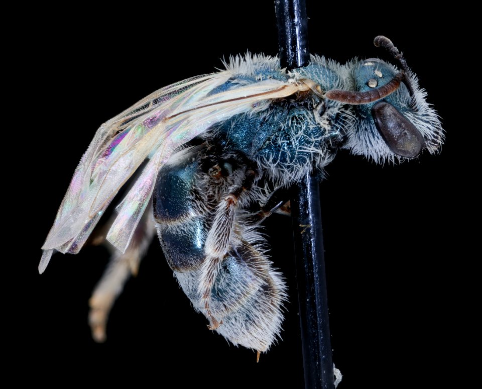 Lasioglossum semicaeruleum, side, md, talbot steiner 2020-02-17-17.31.43 ZS PMax UDR