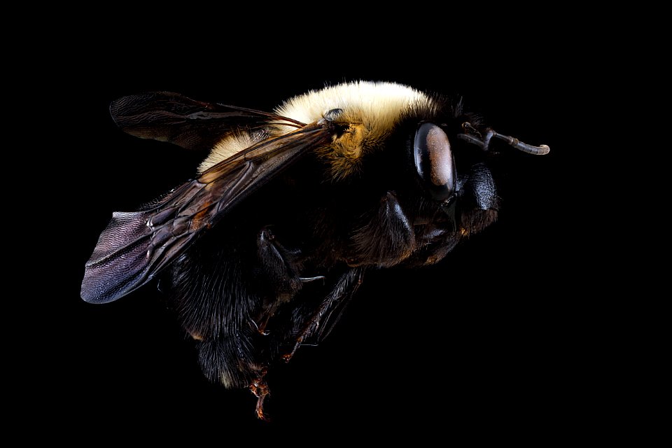 Habropoda-laboriosa,-female,-side 2012-07-16-16.40.17-ZS-PMax photo