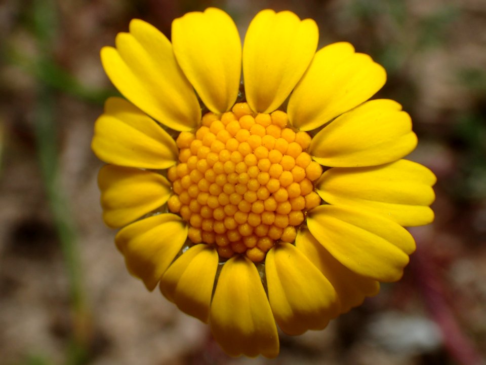 FLORES DE LA RIBERA DEL DUERO VALLADOLID