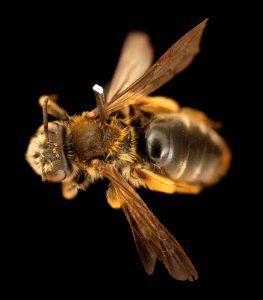 Andrena macra, f back, Kent Co. MD 2019-03-22-02.25.21 ZS PMax UDR