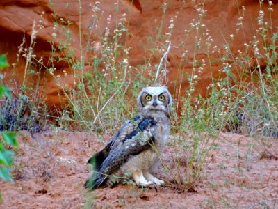 Juvenile Great Horned Owl