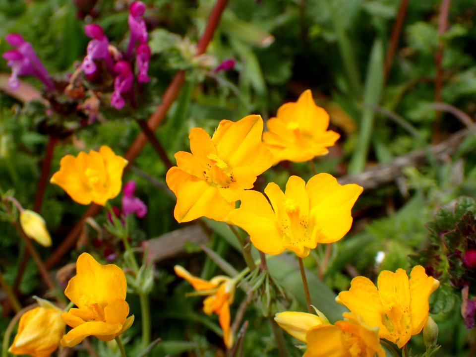 FLORES DE LA RIBERA DEL DUERO VALLADOLID