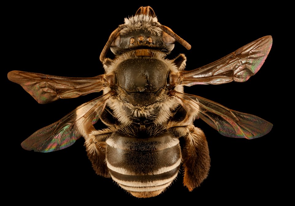 Ancyloscelis, f, back, La Cruz, Costa Rica 2018-08-10-12.03.36 ZS PMax UDR