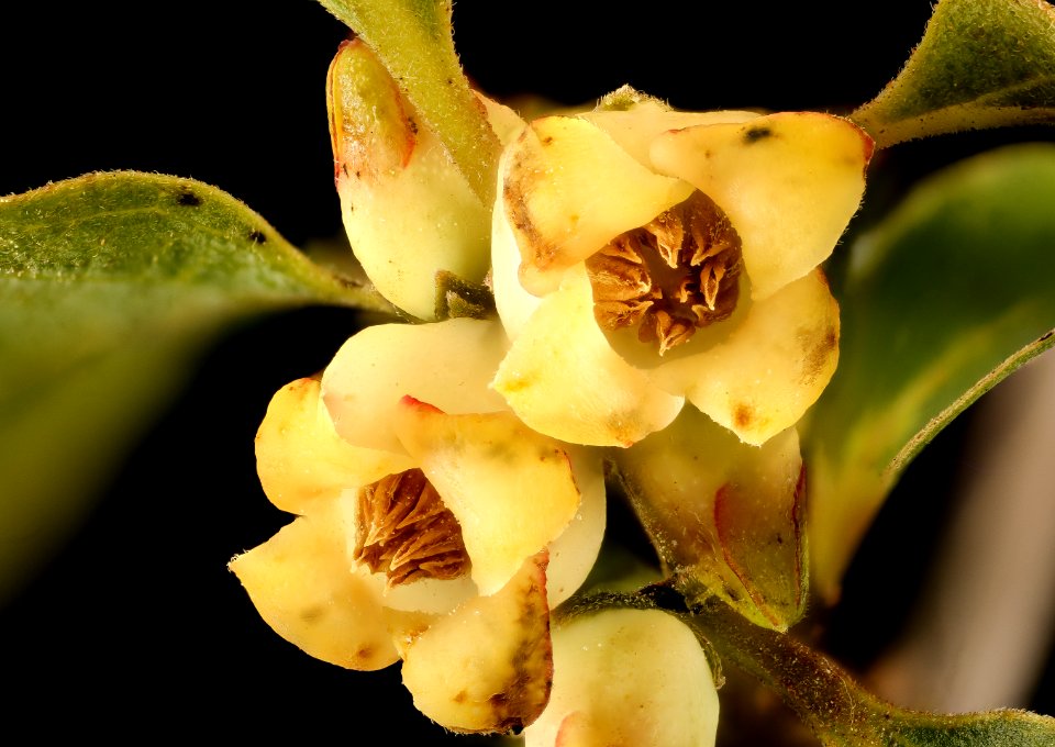 Diospyros virginiana, Persimmon staminate flower, Howard County, MD, Helen Lowe Metmzn 2017-06-17-14.19