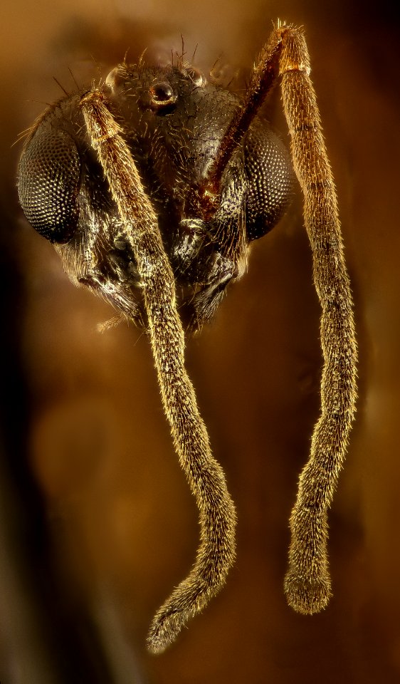 Prenolepis imparis, jan reese, st michaels, md face 2016-09-09-11.00