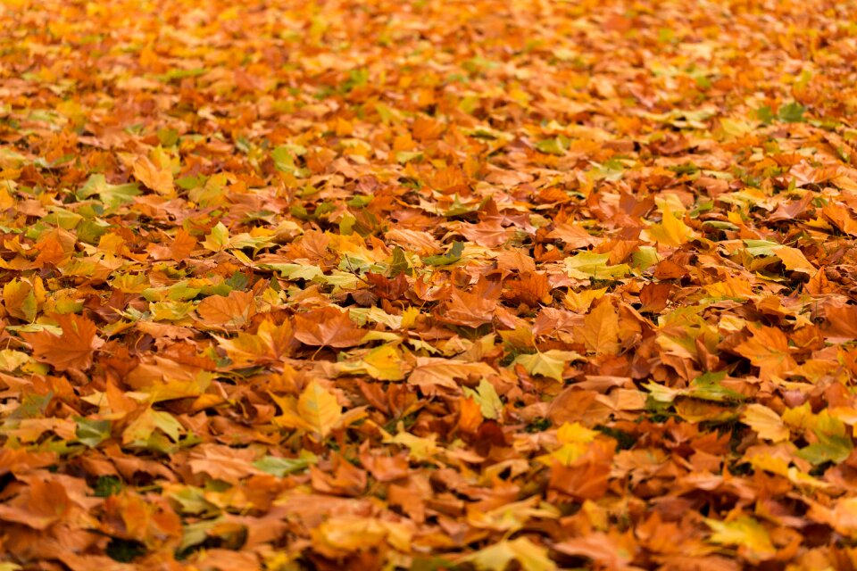 Ground fall autumn
