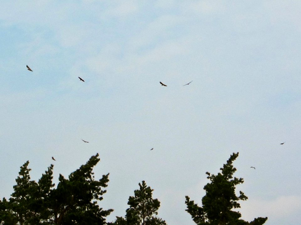 Nine White-tailed Eagles (Haliaeetus albicilla) in one picture
