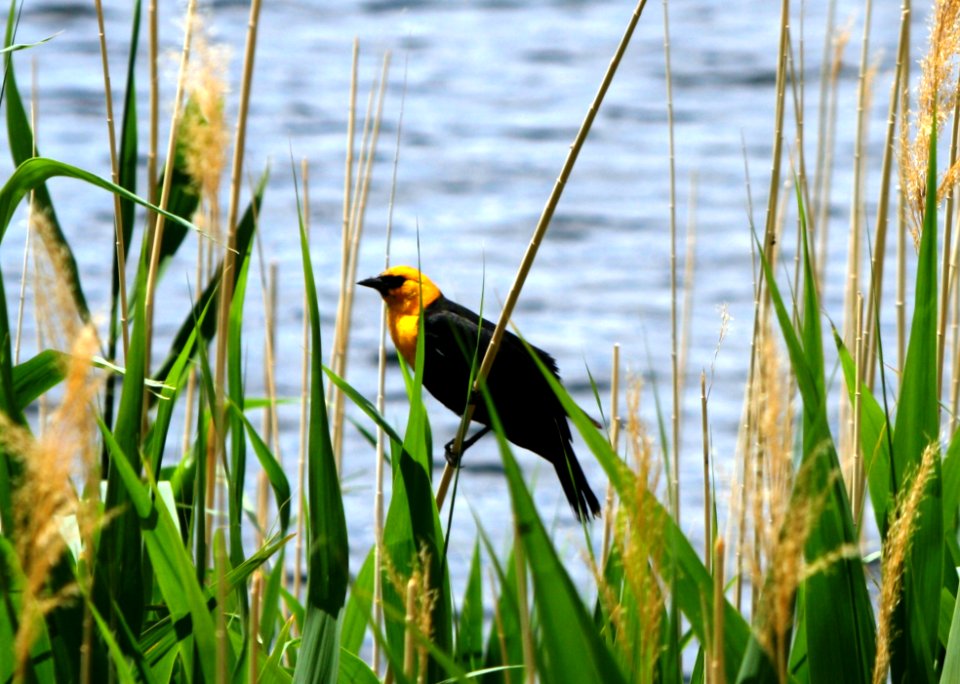 Yellow-headed Blackbird
