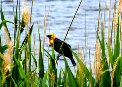 Yellow-headed Blackbird