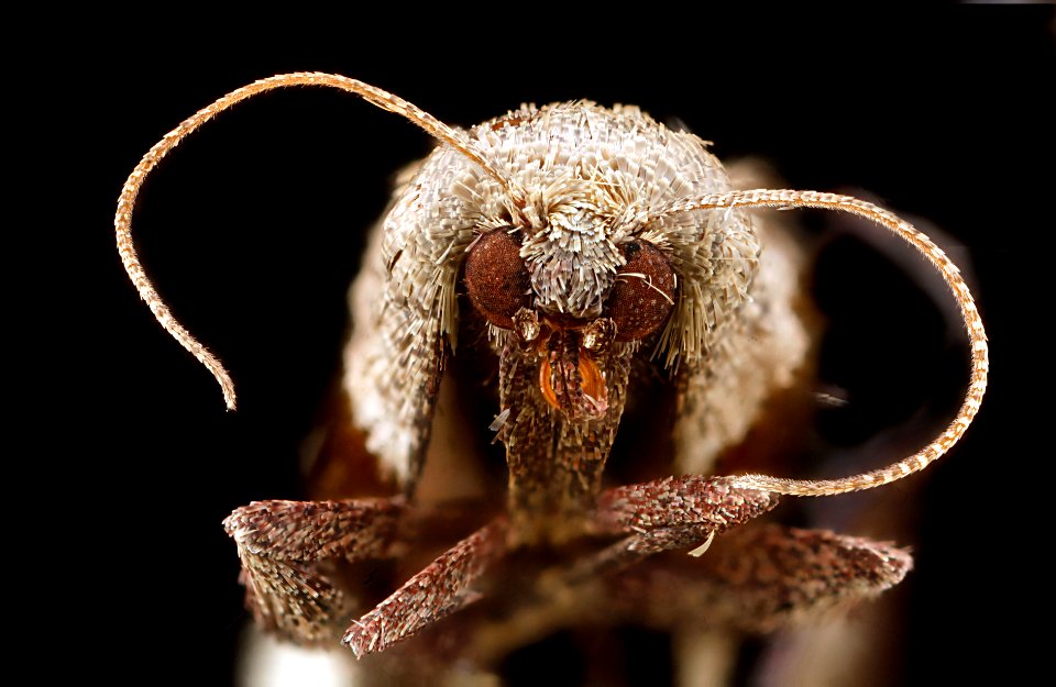 Tosale oviplagalis, face 2012-06-01-11.57.25-ZS-PMax