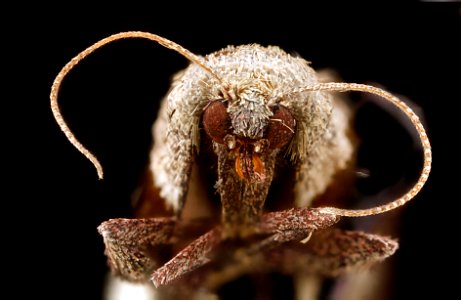 Tosale oviplagalis, face 2012-06-01-11.57.25-ZS-PMax