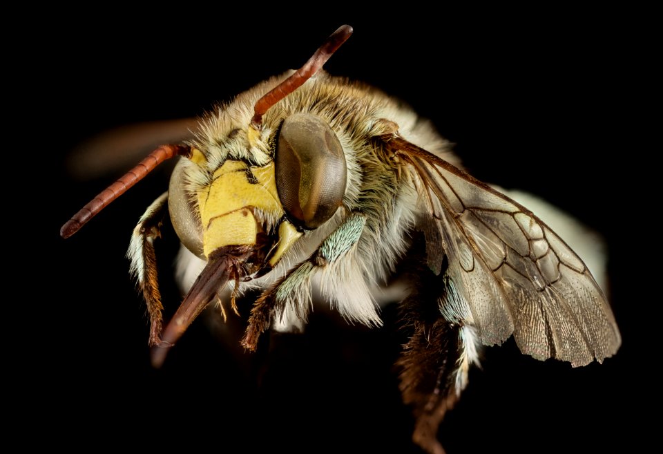 amegilla, m, australia, face 2014-11-01-23.45.37 ZS PMax