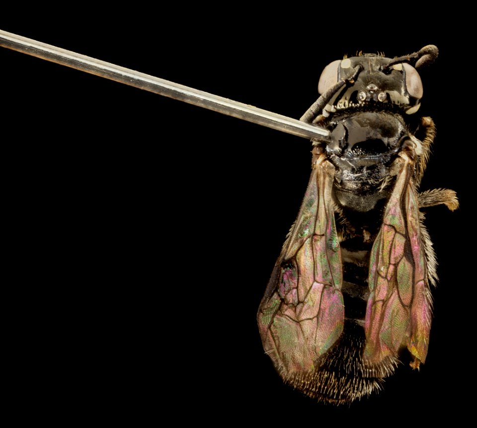 Ceratina rectangulifera, f, panama, back 2014-12-06-14.15.14 ZS PMax