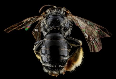 Macropis ciliata, F, Back, MD, Washingtgon County 2013-06-17-16.46.12 ZS PMax