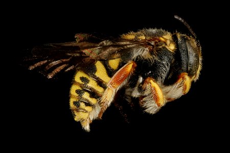 Anthidiellum ehrhorni, m, right side, Cochise Co. AZ 2016-10-20-15.13
