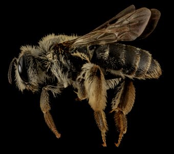 Andrena simplex, F, Side, VA, Westmoreland County 2014-04-08-16.45.42 ZS PMax