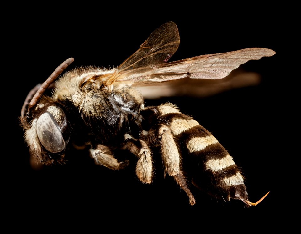 Parepeolus stuardi, f, side, chile 2014-08-06-17.08.09 ZS PMax