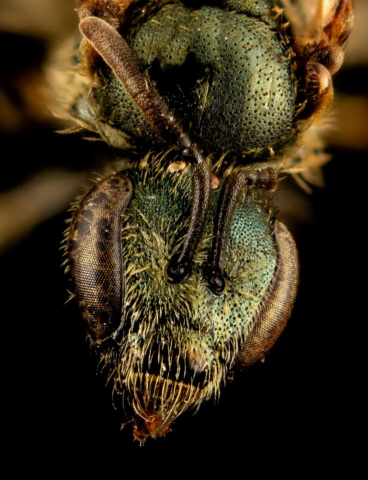 Lasioglossum admirandum, F, Face, WI, Eau Claire County 2014-03-11-18.18.15 ZS PMax