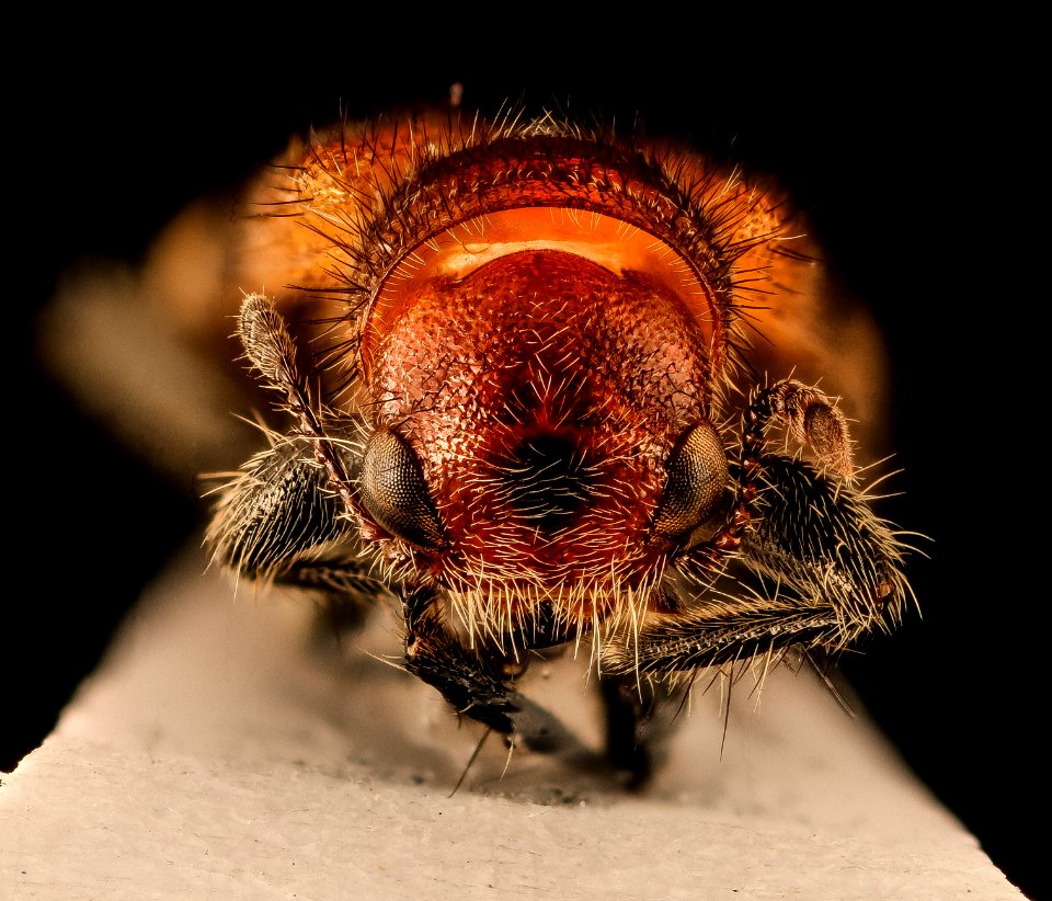 Enoclerus nigripes dubius, face, Dyke Marsh, Fairfax Co., VA 2018-07-10-15.49