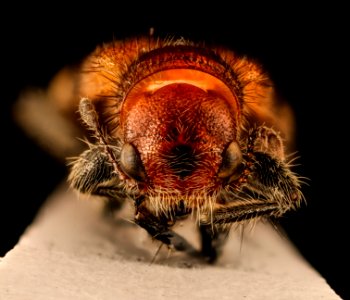 Enoclerus nigripes dubius, face, Dyke Marsh, Fairfax Co., VA 2018-07-10-15.49