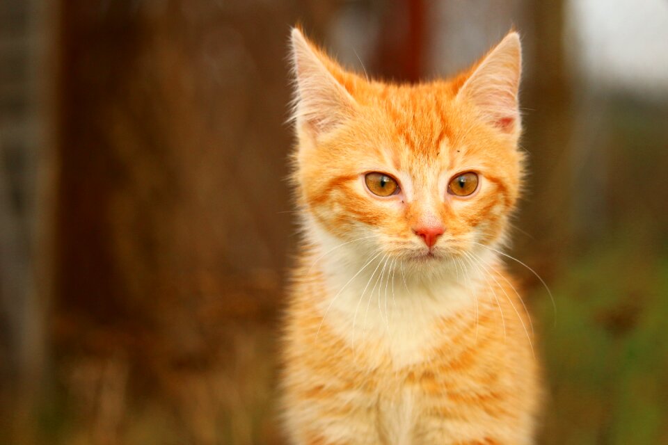 Cat baby red cat young cat