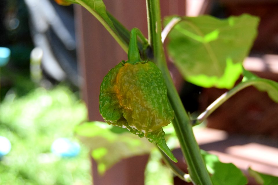 Ripening Carolina reapers