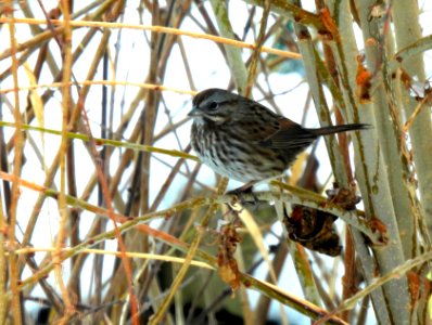 Sparrow in the Weeds