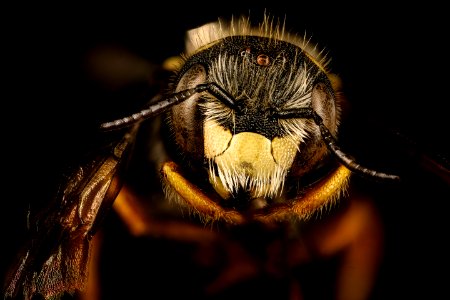 Pseudoanthidium nanum, m, Washington Co, face 2018-03-06-22.17
