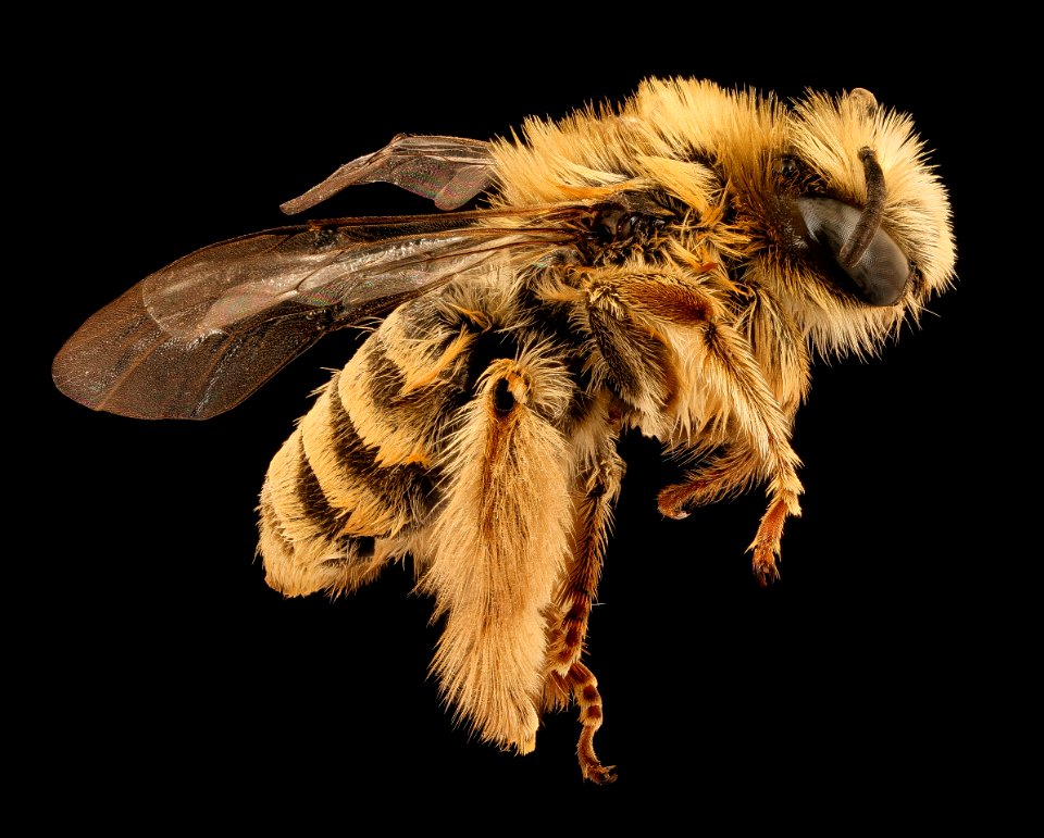 Diadasia species, f, right, Patagonia Chile Chico, Chile 2018-07-13-22.32
