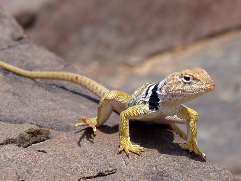 Great Basin Collared Lizard