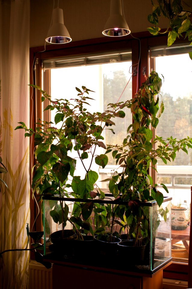 Indoors season
