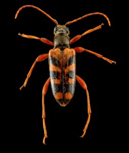 Beetle, U, Back, MD, Laurel 2013-06-27-14.36.37 ZS PMax photo