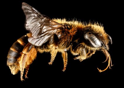 Osmia rufohirta, F, Side, Greece, Aegean Islands, Lesvos, Mytilene 2015-02-16-16.27.23 ZS PMax photo