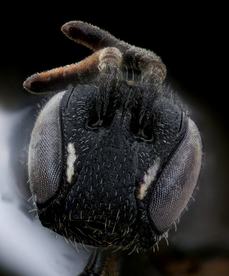 Hylaeus fedorica, female, Delaware, face 2020-12-05-17.06.50 ZS PMax UDR