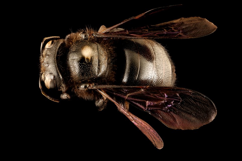 Xylocopa lugubris, f, back. Krugar National Park, South Africa Mpumalanga 2018-07-17-22.10