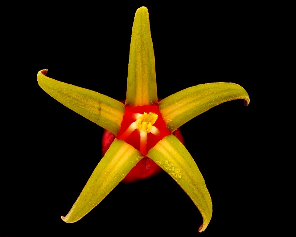 Spigelia marilandica, Pinkroot 5, Howard Co, Md, Green Farmacy Garden, H Metzman 2018-06-20-22.17.46 ZS PMax UDR