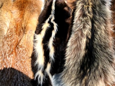 Animal Skins