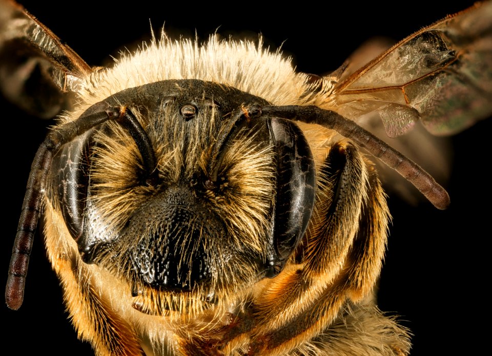 Andrena illini, f, face, Somerset Co, MD 2016-03-16-12.35