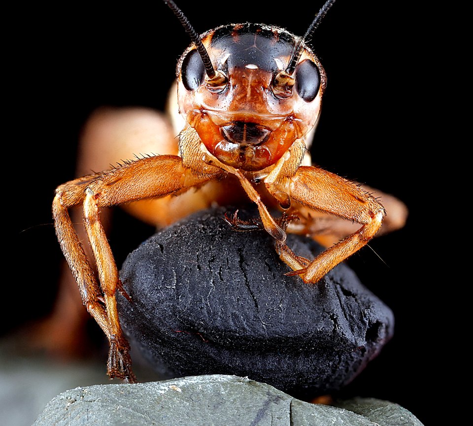 Velarifictorus micado,-face 2012-07-09-18.30.11-ZS-PMax