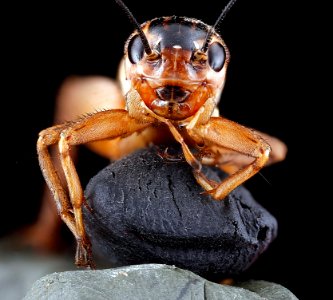 Velarifictorus micado,-face 2012-07-09-18.30.11-ZS-PMax photo