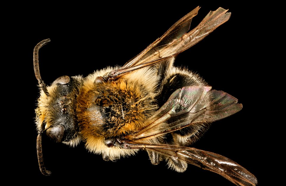 Colletes aestivalis, m, back, Shenandoah NP, VA 2016-12-22-12.32