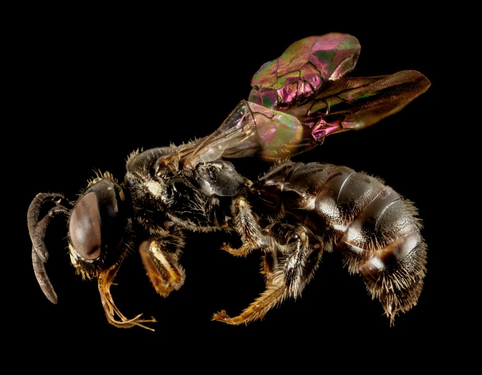 Ceratina rectangulifera, m, panama, side 2014-12-06-16.36.26 ZS PMax