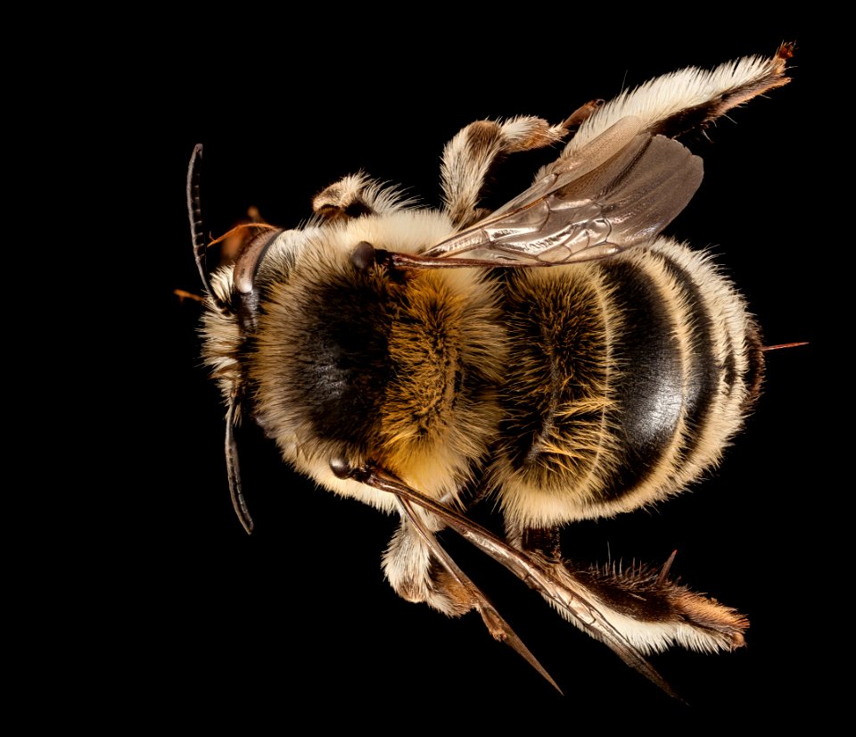 Anthophora dalmatica, F, Back, Greece, Aegean Islands 2014-12-09-17.17.41 ZS PMax