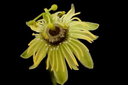 Passiflora lutea, Helen Lowe Metzman 2019-10-23-20.22.20 ZS PMax UDR