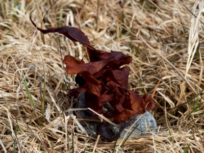 Seaweed photo