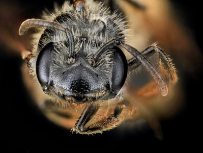 Andrena robertsonii, F, Face, MD, Boonesboro 2013-07-02-17.40