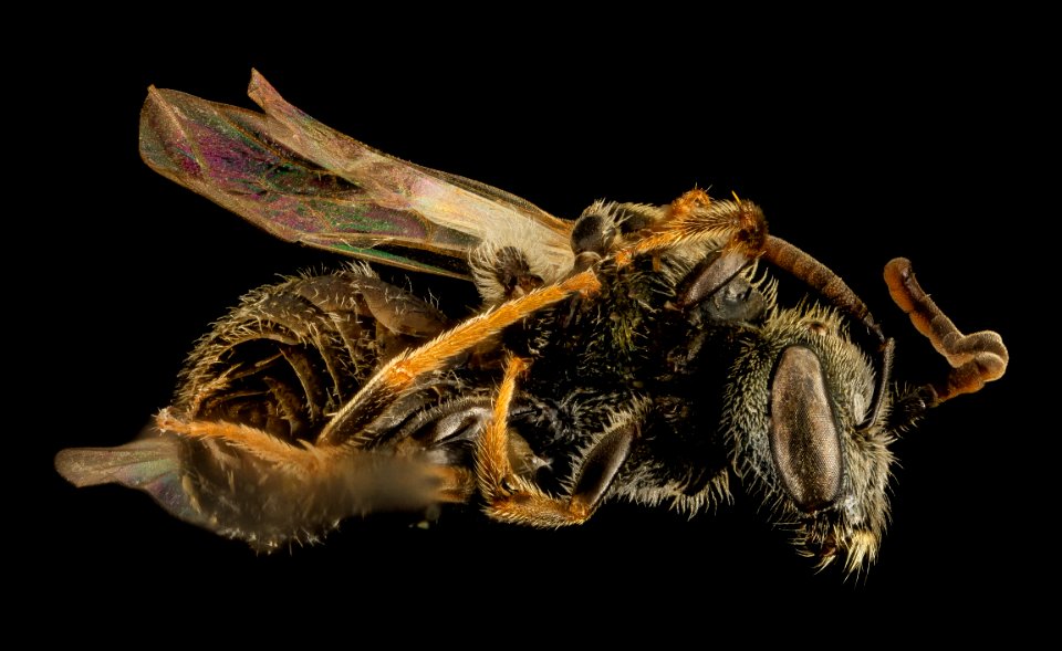 Gynandromorph, Lasioglossum hitchensi, Side, MD St Marys County 2014-05-27-16.41.14 ZS PMax