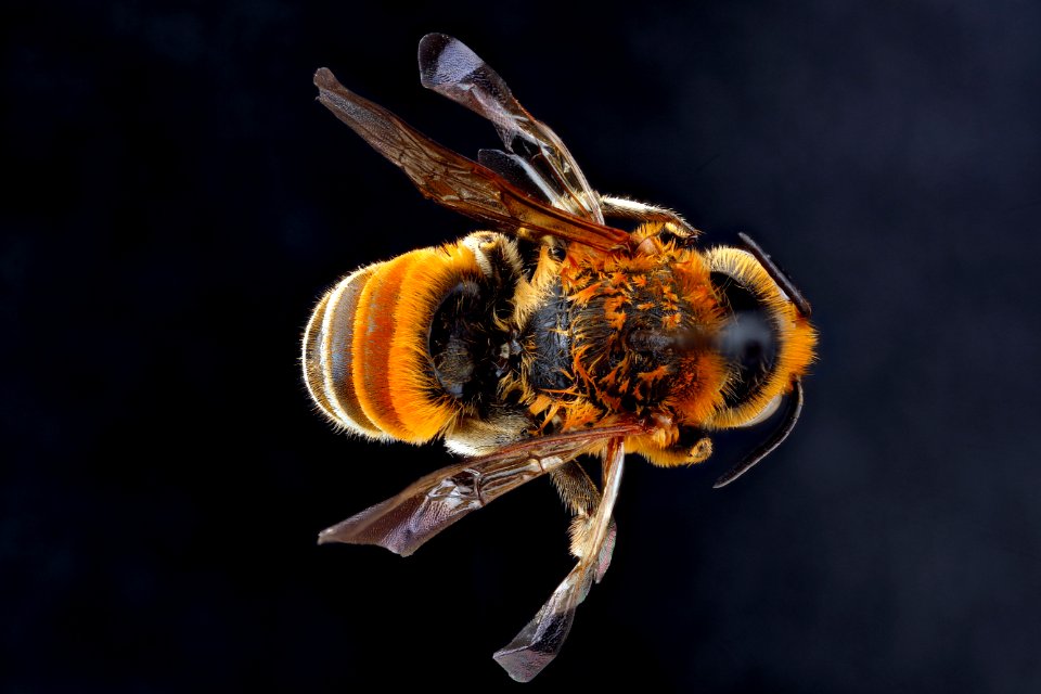 Megachile-lanata,-male-unknown,-back 2012-06-14-15.45.31-ZS-PMax