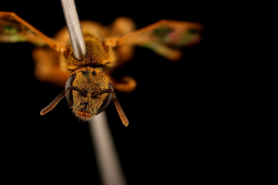 Lasioglossum vierecki, f, head, ma, powerlines 2018-11-05-11.31.04 ZS PMax UDR