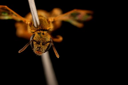 Lasioglossum vierecki, f, head, ma, powerlines 2018-11-05-11.31.04 ZS PMax UDR
